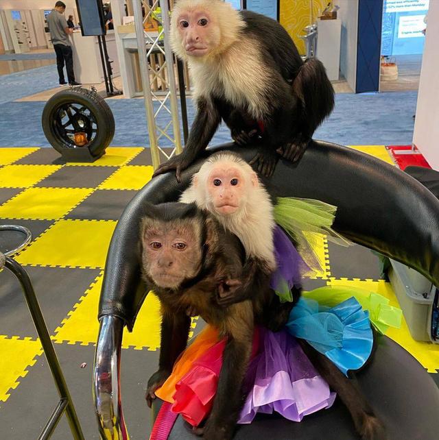 Male And Female Baby Capuchin Monkey Available