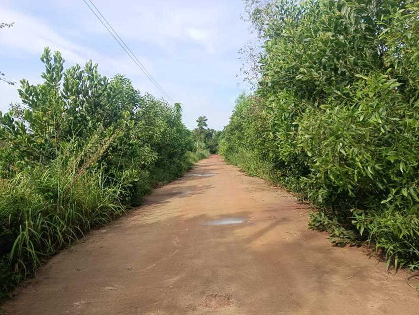 ขายที่ดินนนทรี 18 ไร่ ใกล้ถนนเส้นสุวรรณศร33-2กม. อ.กบินทร์บุรี ปราจีนบุรี 4