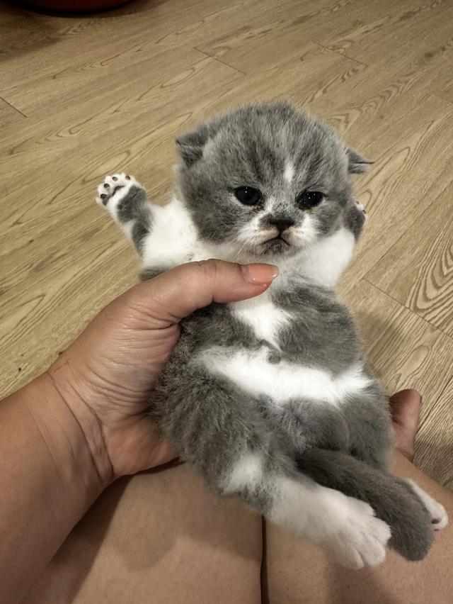 แมวบริทิชช้อตแฮร์ตัวเมัยพ่อแม่มีใบ