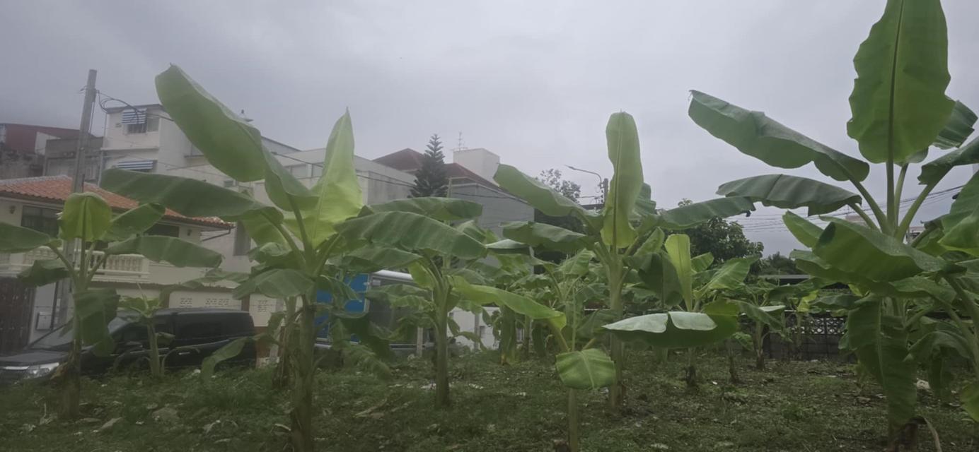 ที่ดิน สุทธิสาร รัชดาภิเษก กรุงเทพ 5