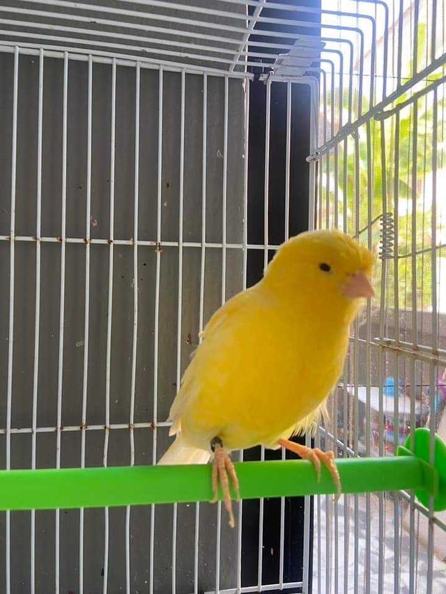 นกคีรีบูนสีเหลือง 1