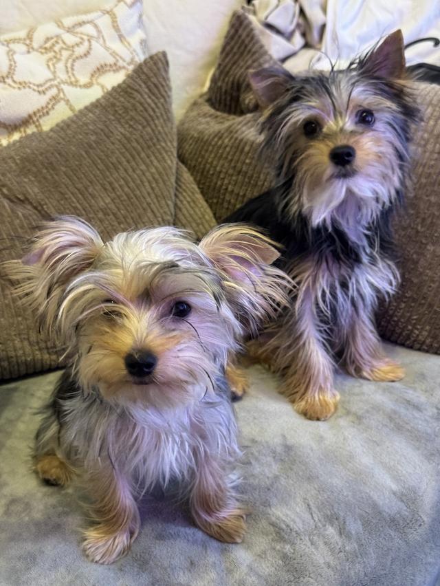 ขายลูกหมายอร์คเชียร์ 6 ตัว