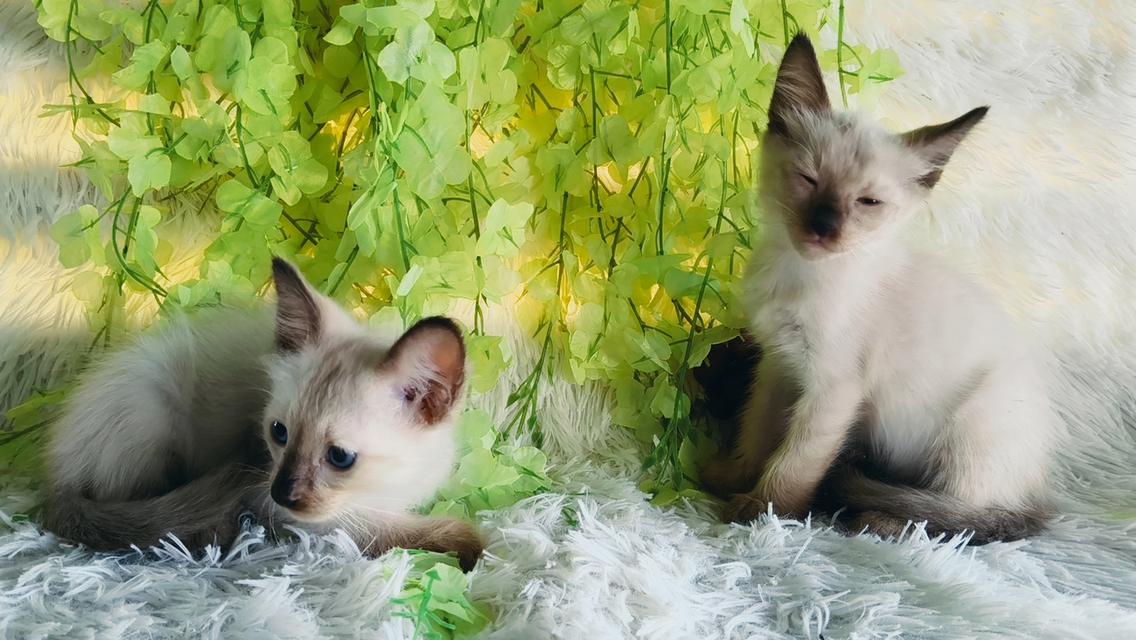 ขายลูกแมววิเชียรมาศชาย รูปที่ 5