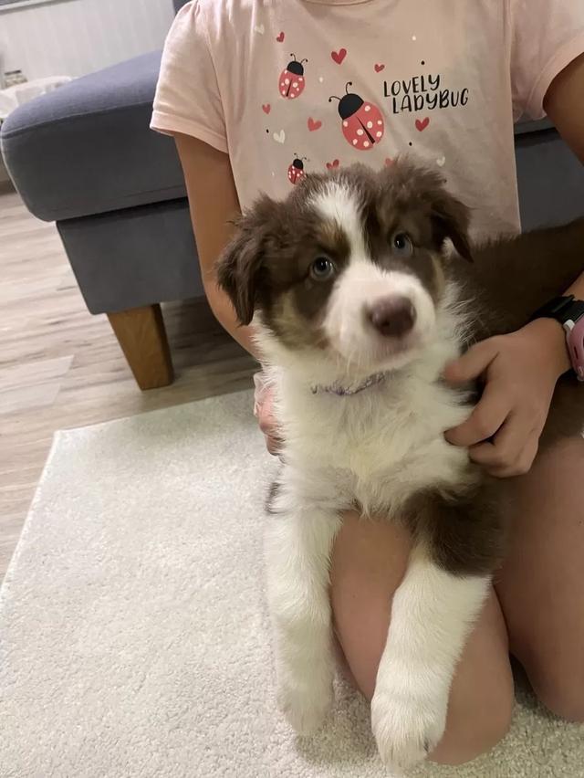 Australian shepherd puppies  WhatsApp me : +66 63 826 3042