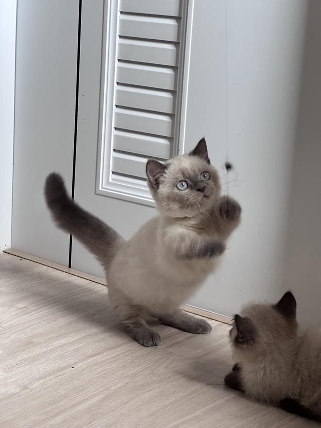 munchkin cat bluepoint