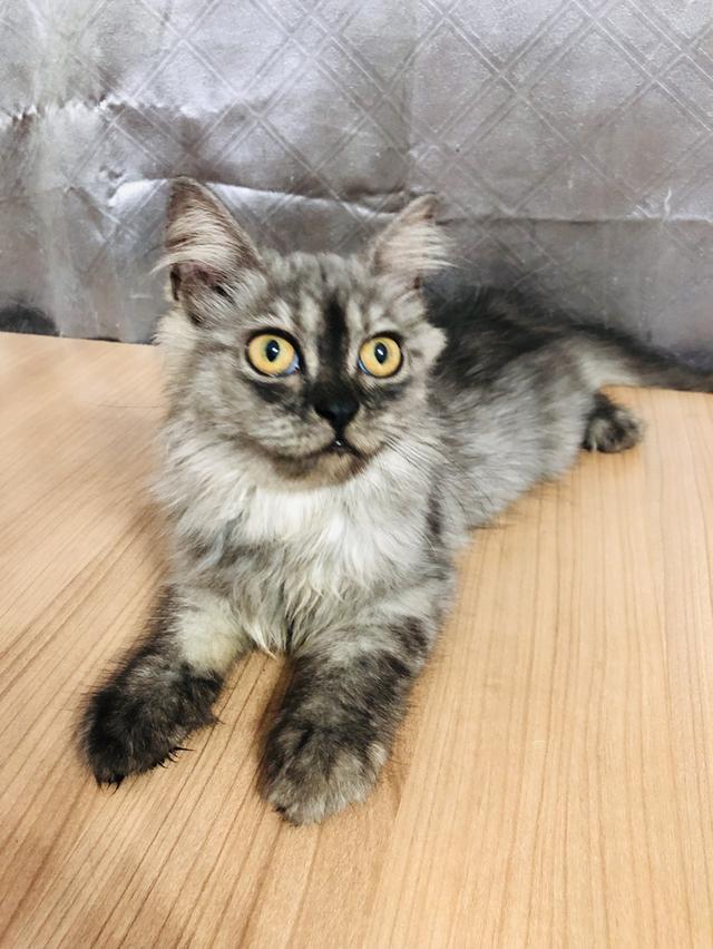 น้องแมวพันธุ์ หิมาลายันผสมชินชิล่า เพศหญิง