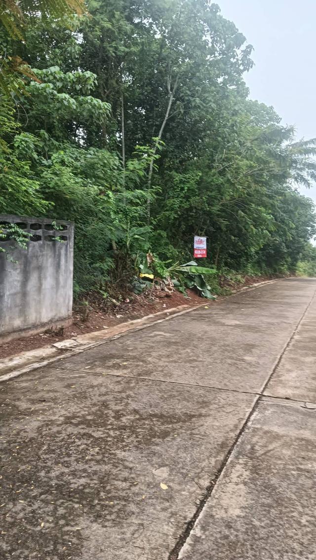 ที่ดินเปล่า 5 ห้อง ห้องละ 20 ตร.วา รวม 100 ตร.วา อยู่ในเมือง ต.ทับเที่ยง และที่ดินเปล่า10 ห้อง ห้องละ25ตร.วารวม 250 ตร.วา ต.บ้านโพธิ์ อ.เมืองตรัง  2