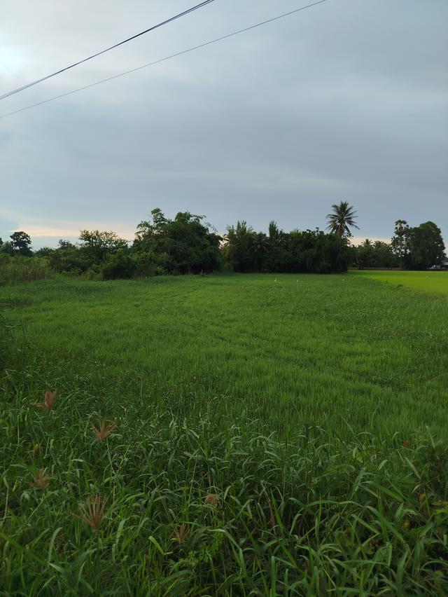 ที่ดินจำนวน 2 ไร่ ที่สวยติดถนน ตำบลหนองพลับ อำเภอเมือง จังหวัดเพชรบุรี 1