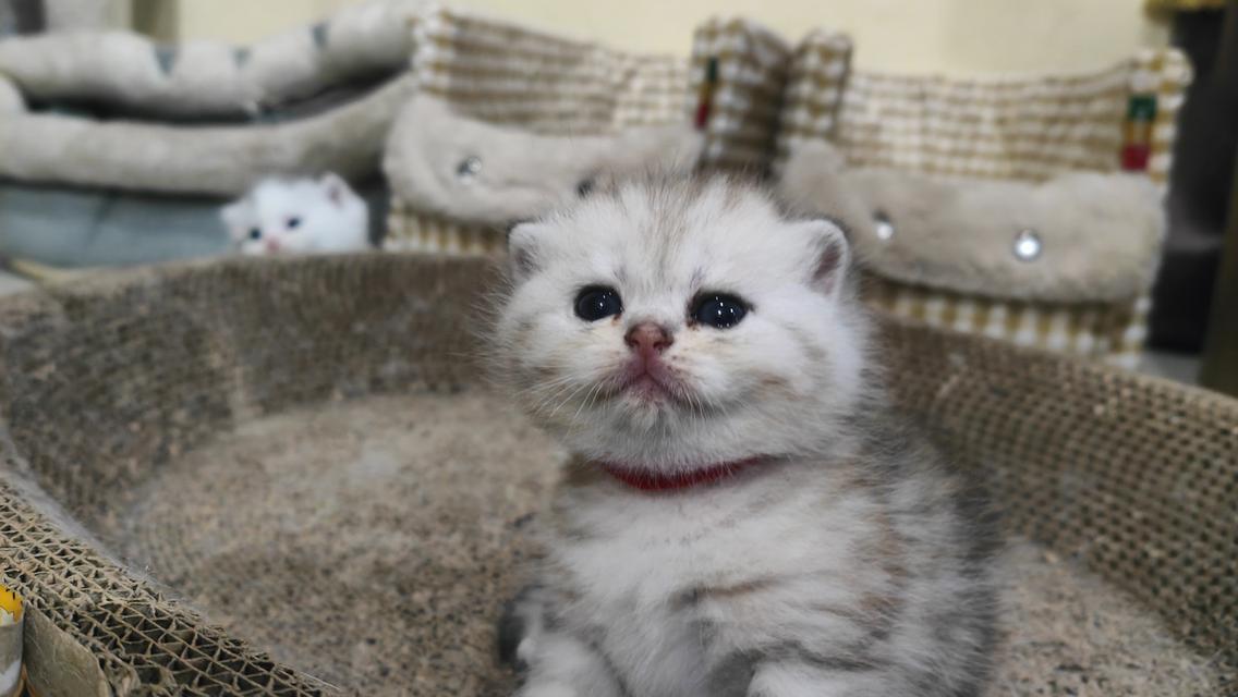 Scottish Fold (girl) 14