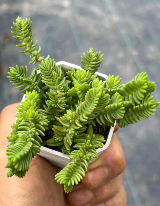 Crassula Ericoides ไม้อวบ 3