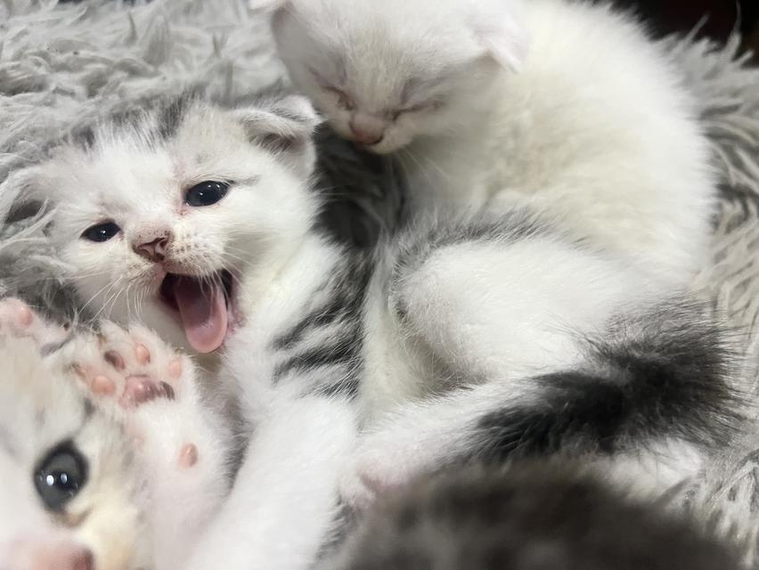 น้องแมว scottish fold ผู้ชายอายุเดือนครึ่ง รูปย่อยที่ 2