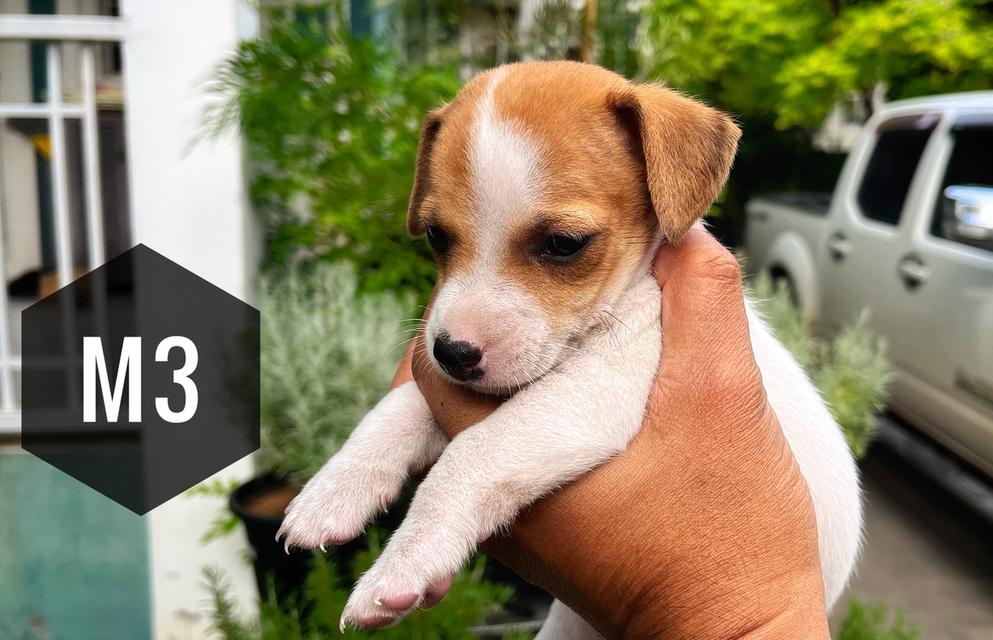 ลูกสุนัข Jackrussell 7