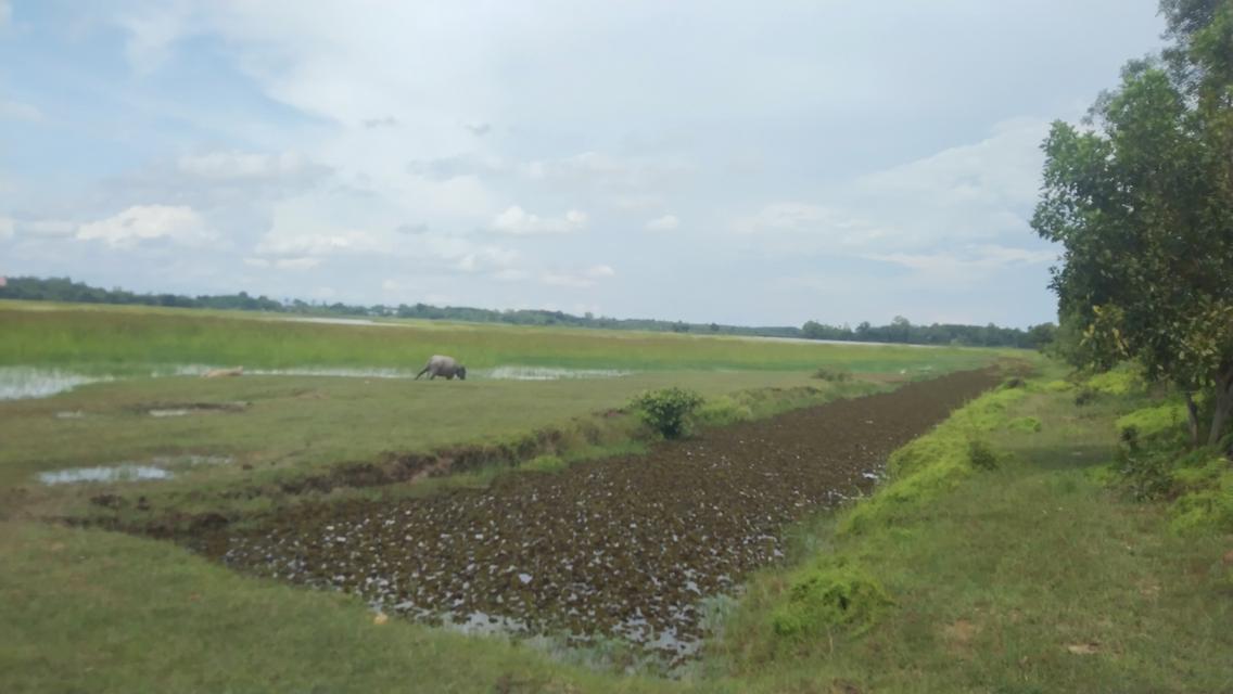 ขายที่ดินแปลงใหญ่ใกล้เมืองบึงกาฬ