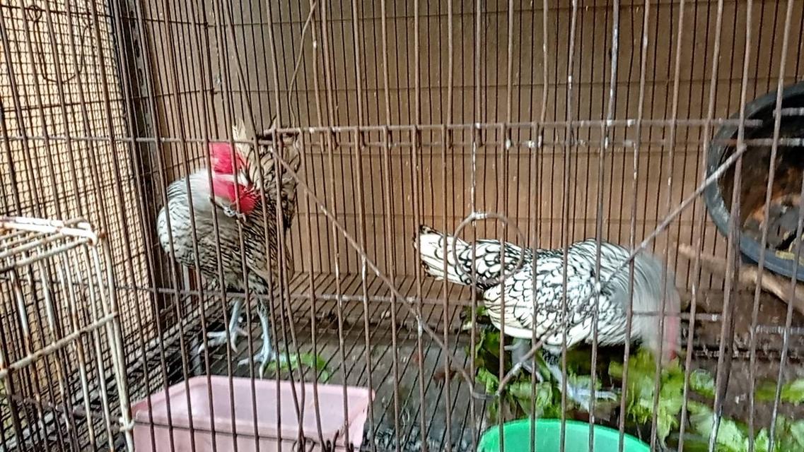 ไก่ซีไบร์ท 14