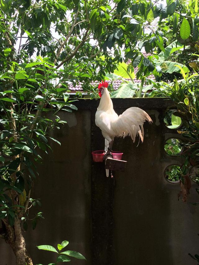 ไก่ต่อ ไก่ตั้ง สีขาวมงคล 4