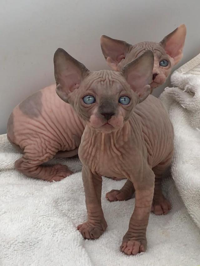 Sphynx Kittens for sale