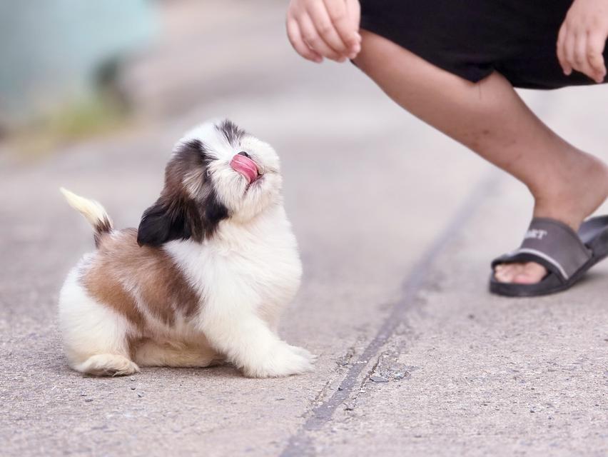 Shihtzu ชิสุหนุ่มหล่อพันธุ์แท้สวยน่ารักพร้อมย้ายบ้าน 6