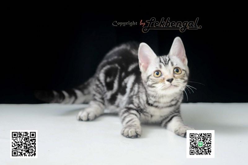 ลูกแมวอเมริกันชอตแฮร์สวยมากๆ สีซิลเวอร์ลายมาเบิ้ลดำเข้ม พันธุ์แท้ เพศเมีย รูปที่ 2