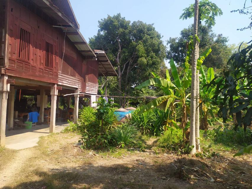 ที่ดินและบ้านเก่าอายุ60ปี 8