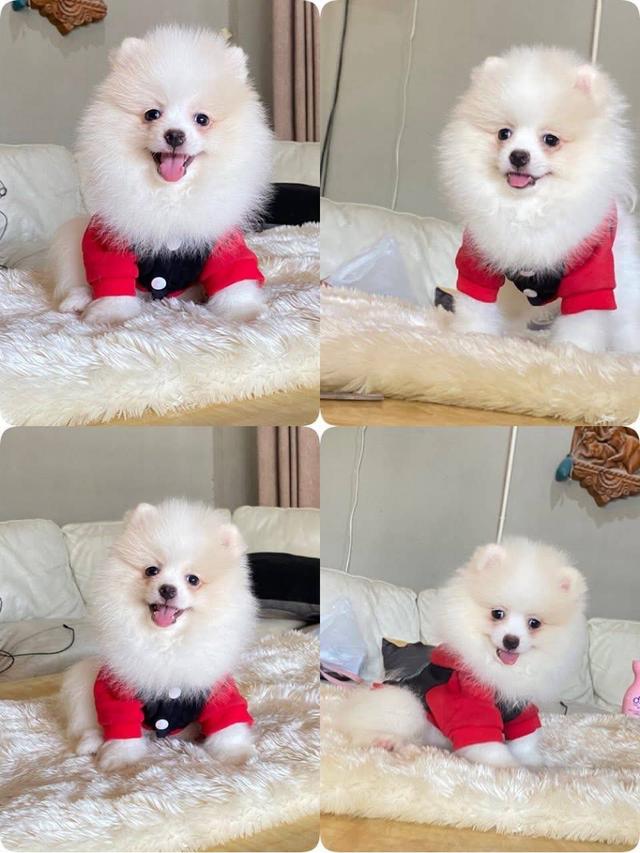 ปอมเมอเรเนียนแท้ พร้อมย้ายบ้าน