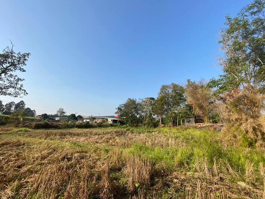 ขายที่อำเภอภูกระดึง 5