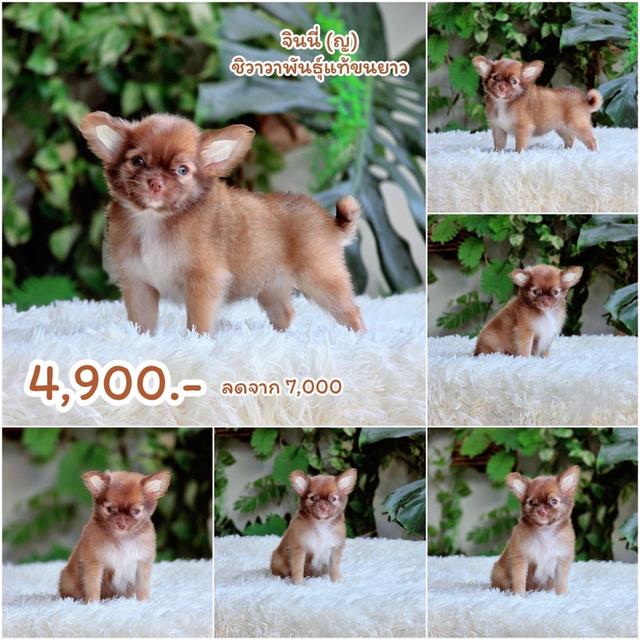 ชิวาวาแท้ขนยาว ชิวาวาผสมปอม ท้องย้ายบ้าน 6