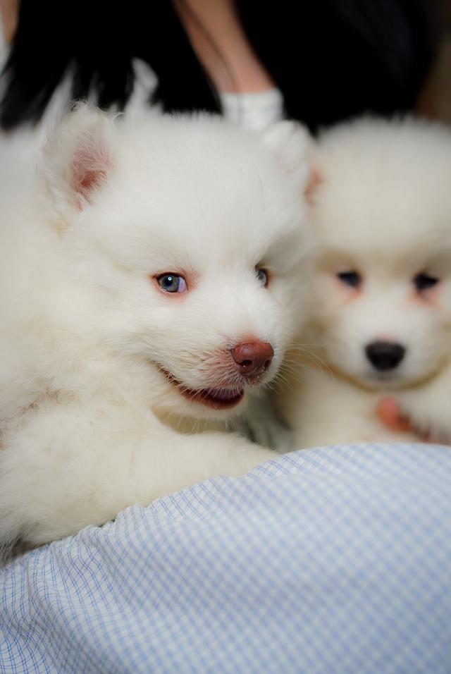 ไซบีเรียนขาว Pure white husky 6
