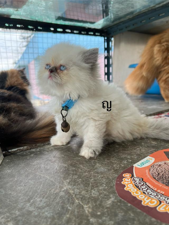 ลูกแมว 9
