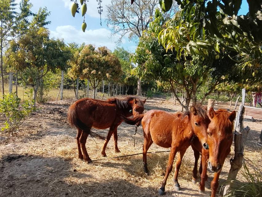 ม้า ผู้เมีย แพคคู่ ราคาถูก รูปที่ 3