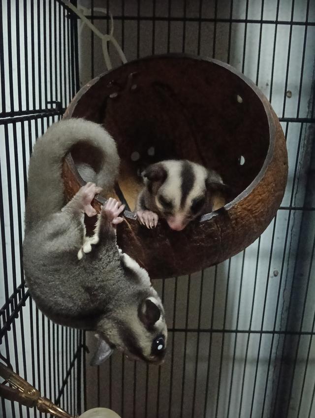 ชูก้า3เดือน  เมีย1