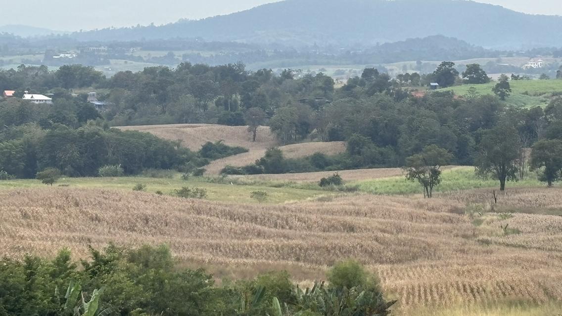 23 ไร่ ไร่ละ 1.7 แสน ขายยกแปลง บ.น้ำซับ อ. วังน้ำเขียว