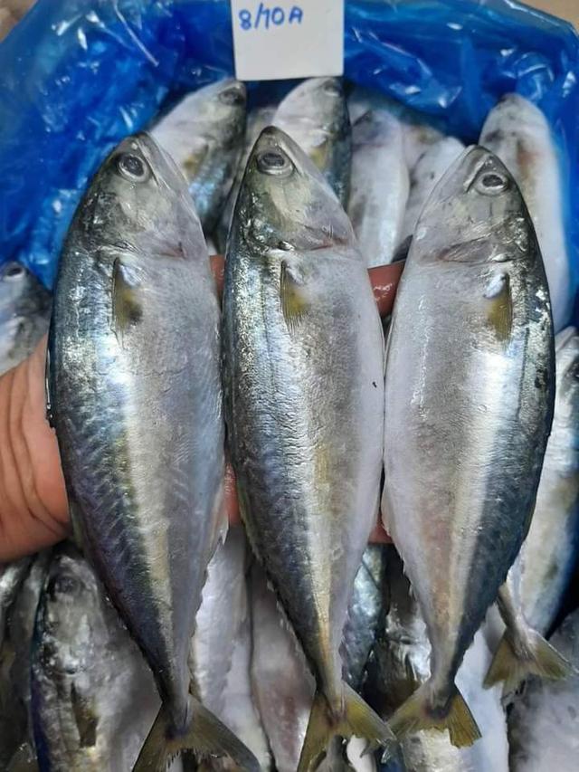 ปลาทูอินเดีย 3