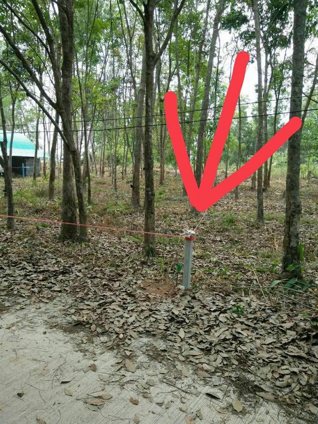 ขายที่ดิน 1 งาน ต.ซากพง อ.แกลง จ.ระยอง ราคาเพียง 500,000 บาท 4