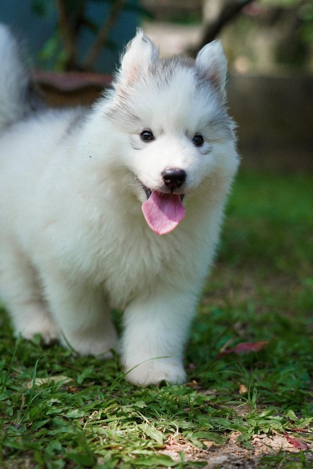 ไซบีเรียนฮัสกี้ Siberian husky ลูกสุนัขไซบีเรียนฮัสกี้ 16