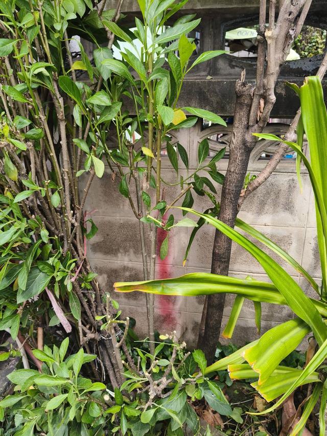 อสังหา 8