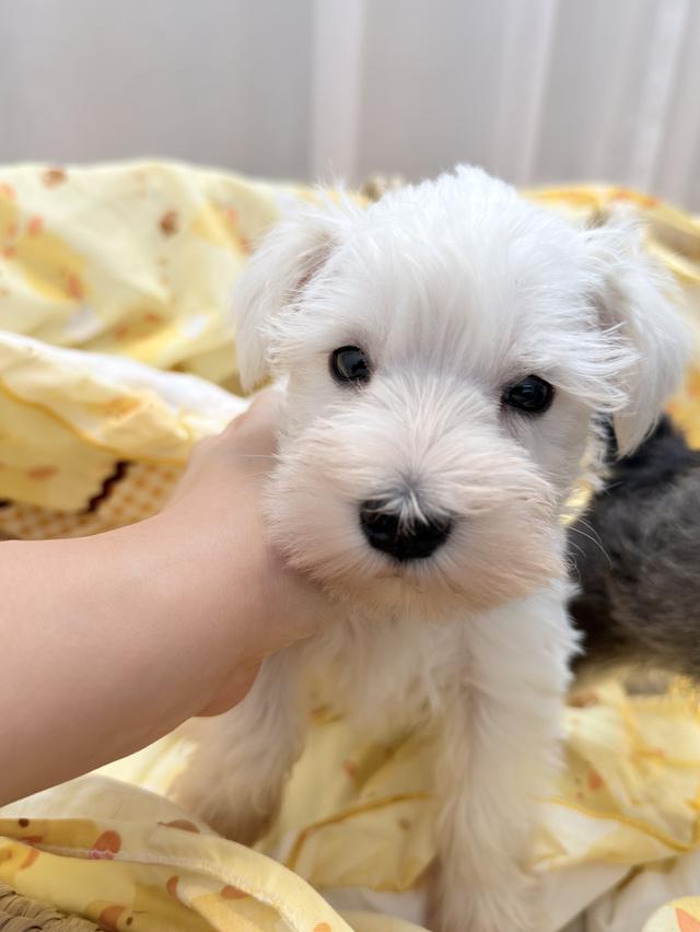 ลูกสุนัข miniature schnauzer เพศเมีย สีขาว