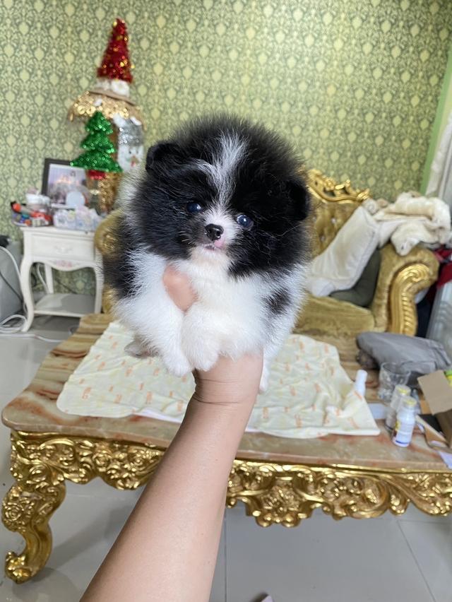 ปอมแท้ อ้วนกลมฟูหมีๆ