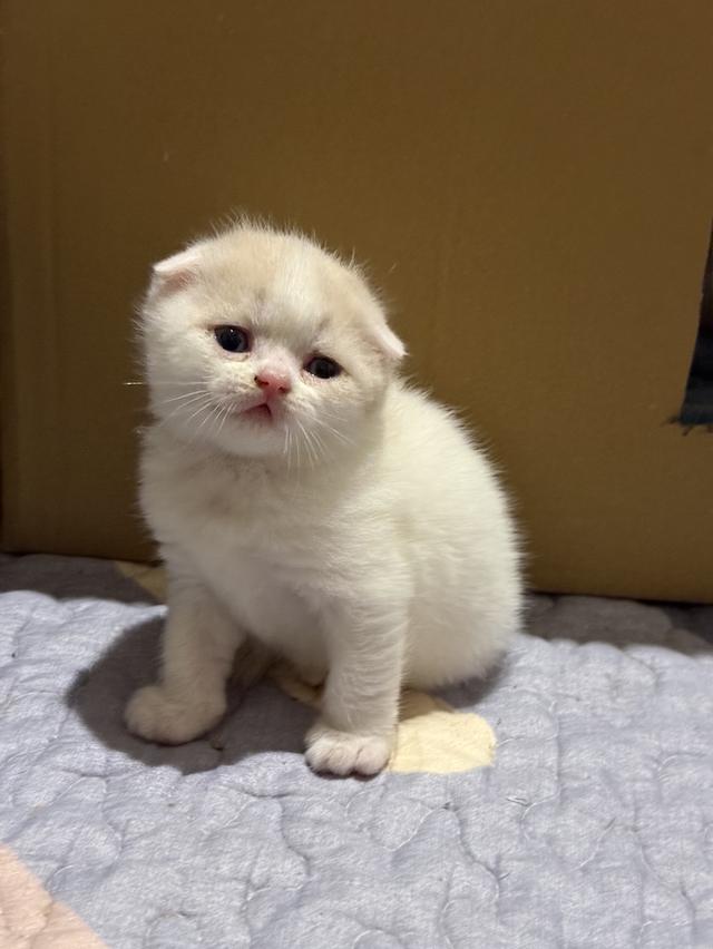 สัตว์เลี้ยง แมวสก็อตตีชโฟลด์ รูปที่ 11