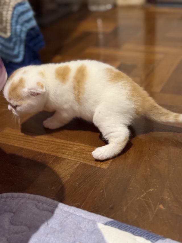 สัตว์เลี้ยง แมวสก็อตตีชโฟลด์ รูปที่ 5