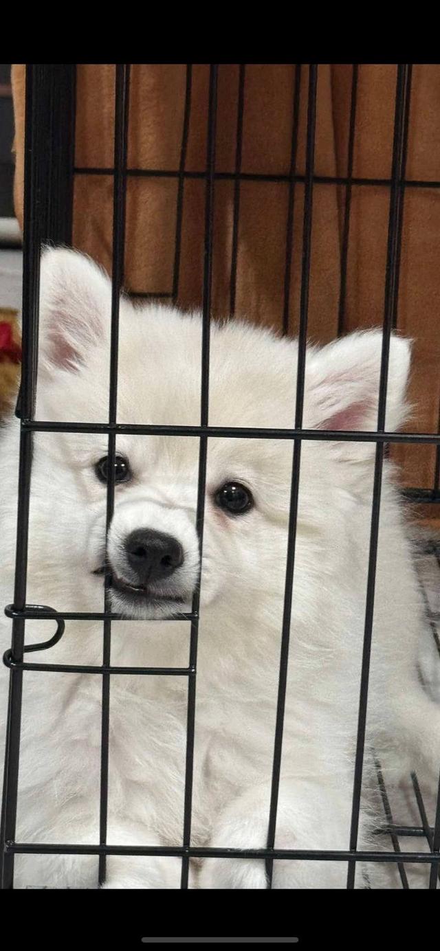 Japanese Spitz  6