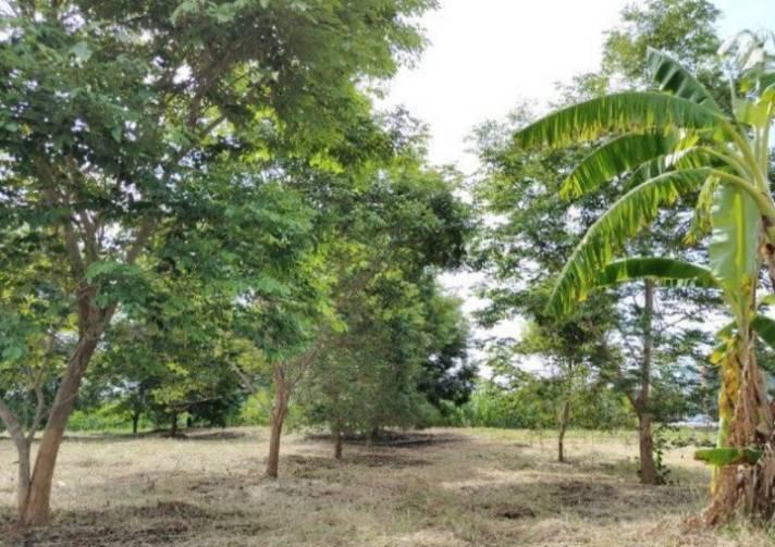 ขายบ้านพร้อมที่ดิน อำเภอเลาขวัญ กาญจนบุรี บรรยากาศดี ติดถนนสาธารณะ 2 ด้าน  น้ำไฟพร้อม 8