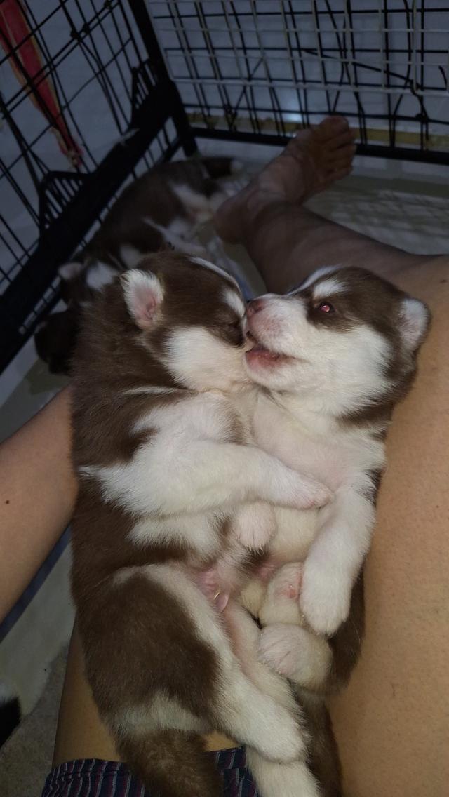 ไซบีเรียน 15