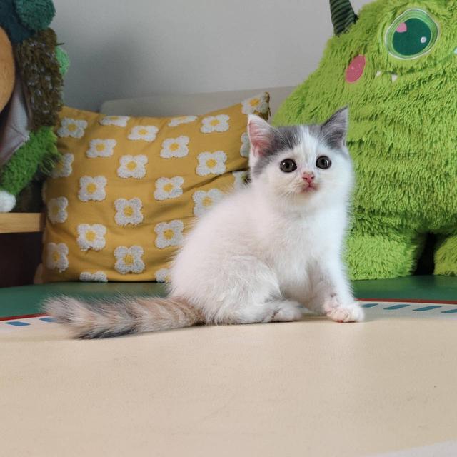 แมว สก๊อตติช Scottish Oscat cattery chiangmai รูปที่ 6