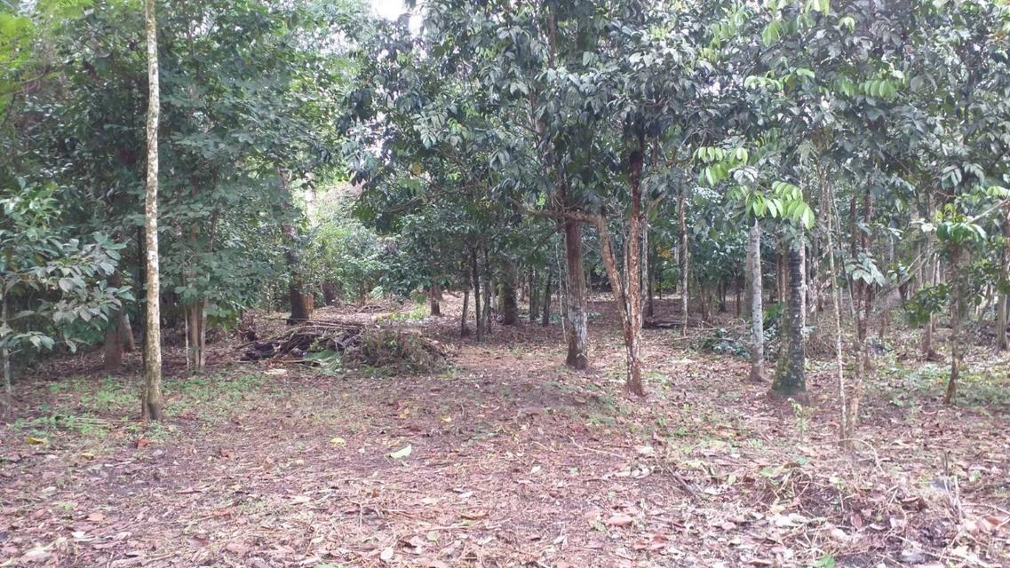 ขาย/ให้เช่า/หรือแลกเปลี่ยน ที่ดินสวนผลไม้ 1 ไร่ 2 งาน 3.8 ตร.ว. ติดคลองนุ้ย ต.ตำนาน อ.เมืองพัทลุง 2