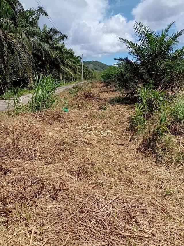 ขายที่ดินพร้อมสวนปาล์ม ทำเลทอง 26 ไร่ 97.1 ตร.ว. อ.เมืองพังงา หลังการยางแห่งประเทศไทย จ.พังงา 1