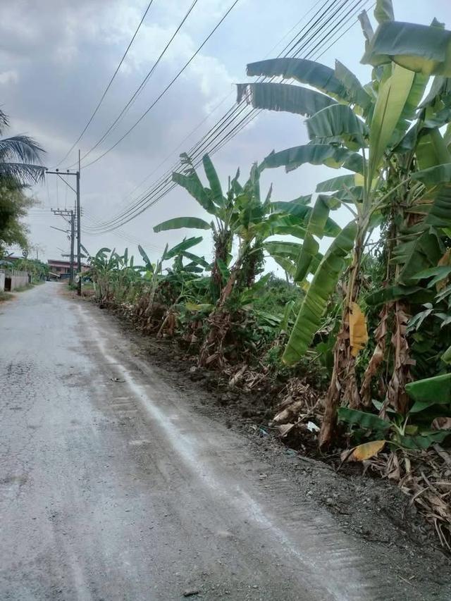 ขายด่วนที่ดิน 400 ตารางวา ติดถนนหินคลุกสาธารณะ อ.นครชัยศรี จ.นครปฐม 2