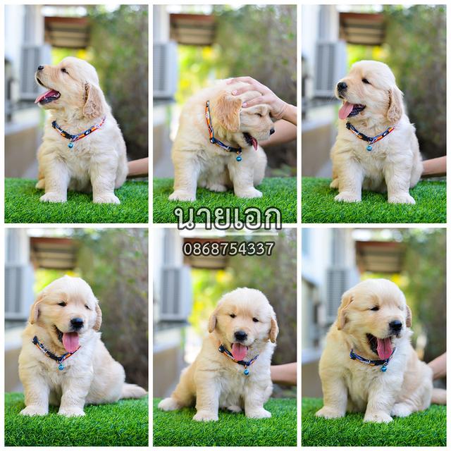 ขายลูกโกลเด้นแท้-ลูกโกลเด้นรีทรีฟเวอร์ พร้อมส่งลูกค้า กรุงเทพฯ,นนทบุรี,ปทุมธานี,สมุทรปราการ,ชลบุรี,ระยอง,โคราช,สระบุรี,ฉะเชิงเทรา,นครนายก ฯลฯ รูปที่ 2
