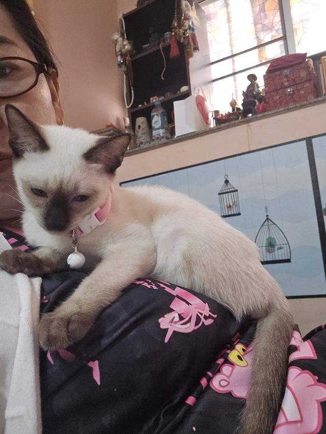 แมววิเชียรมาศพร้อมย้าย 20