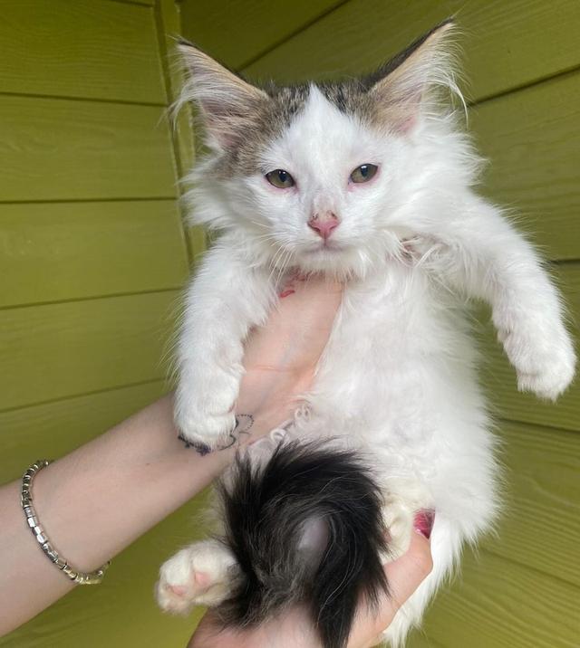 Healthy Turkish Angora Kittens For Sale