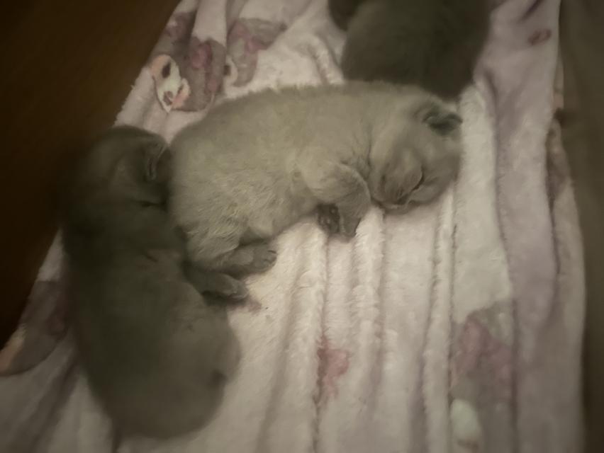 เปิดจอง ลูกแมว บริติช ชอร์ตแฮร์ (British Shorthair) รูปที่ 6